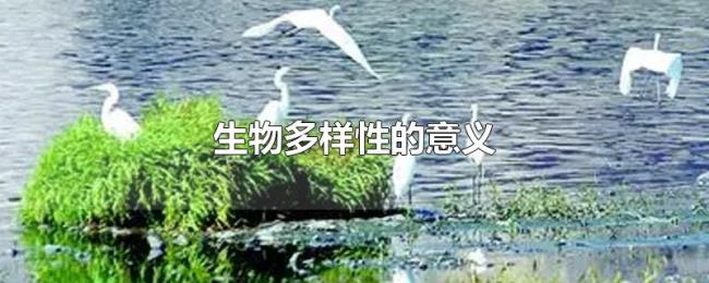 生物多样性的意义 生物多样性的意义