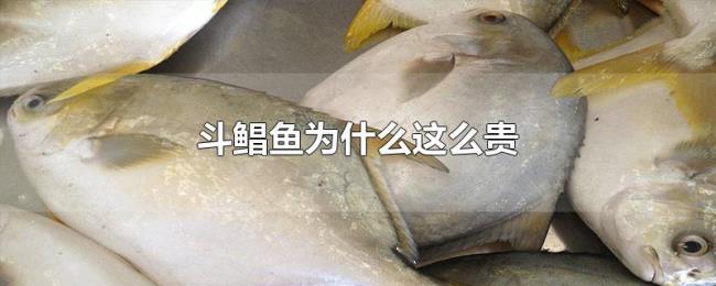 斗鲳鱼为什么这么贵 斗鲳鱼为什么这么贵