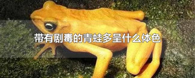 带有剧毒的青蛙多呈什么体色 带有剧毒的青蛙多呈什么体色
