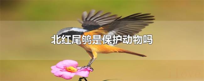 北红尾鸲是保护动物吗