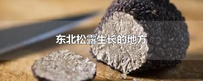 东北松露生长的地方 东北松露生长的地方