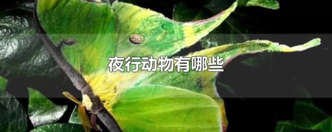 夜行动物有哪些 夜行动物有哪些