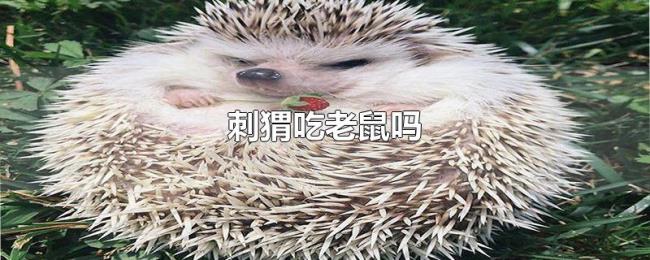 刺猬吃老鼠吗 刺猬吃老鼠吗