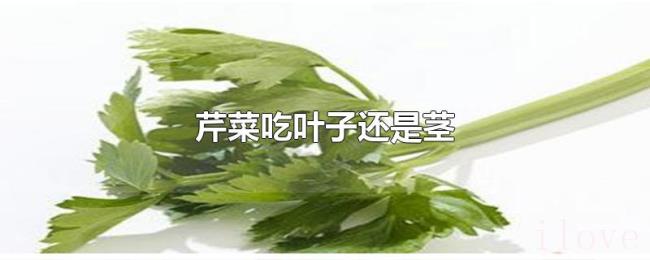 芹菜吃叶子还是茎