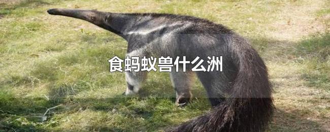 食蚂蚁兽什么洲 食蚂蚁兽什么洲