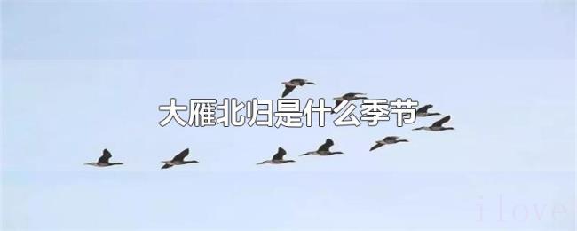 大雁北归是什么季节