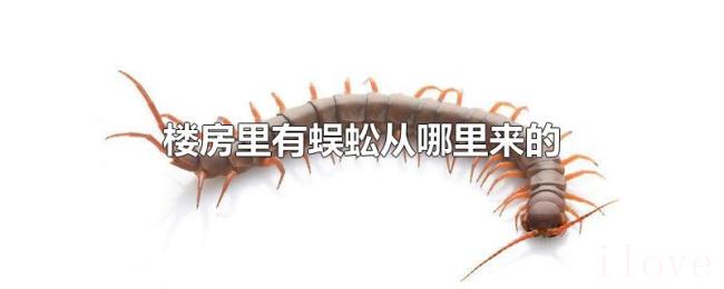 楼房里有蜈蚣从哪里来的