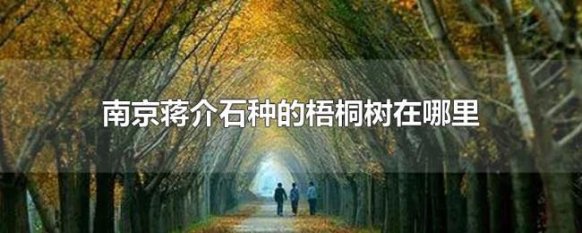 南京蒋介石种的梧桐树在哪里