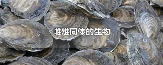 雌雄同体的生物 雌雄同体的生物