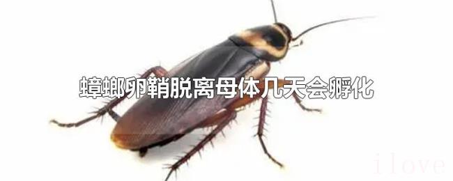 蟑螂卵鞘脱离母体几天会孵化