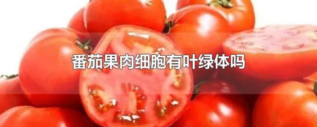 番茄果肉细胞有叶绿体吗