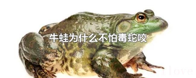 牛蛙为什么不怕毒蛇咬