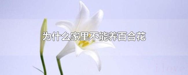 为什么家里不能养百合花