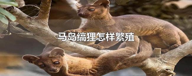 马岛缟狸怎样繁殖 马岛缟狸怎样繁殖