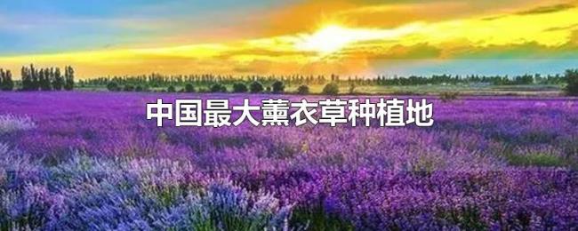 中国最大薰衣草种植地 中国最大薰衣草种植地