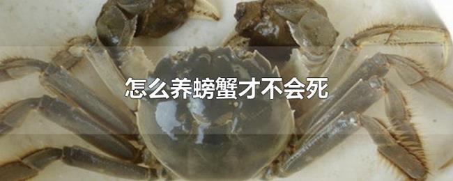 怎么养螃蟹才不会死 怎么养螃蟹才不会死