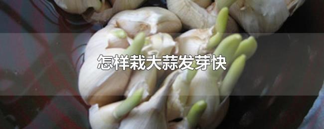 怎样栽大蒜发芽快