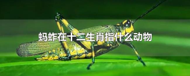 蚂蚱在十二生肖指什么动物 蚂蚱在十二生肖指什么动物