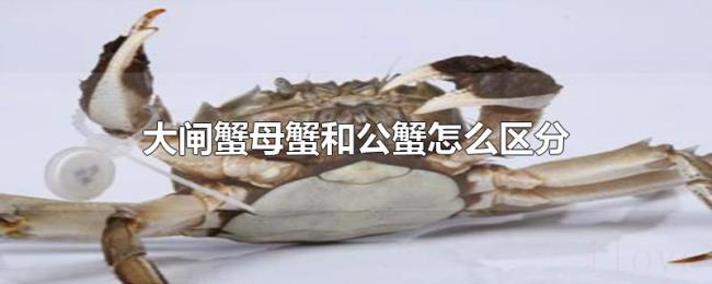 大闸蟹母蟹和公蟹怎么区分 大闸蟹母蟹和公蟹怎么区分