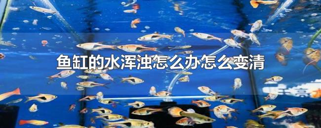鱼缸的水浑浊怎么办怎么变清