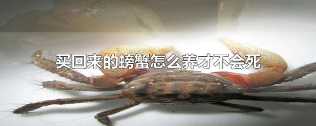 买回来的螃蟹怎么养才不会死 买回来的螃蟹怎么养才不会死