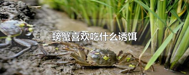 螃蟹喜欢吃什么诱饵