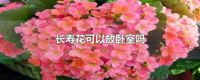 长寿花可以放卧室吗 长寿花可以放卧室吗