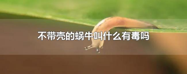 不带壳的蜗牛叫什么有毒吗