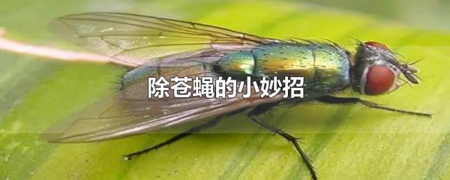 除苍蝇的小妙招