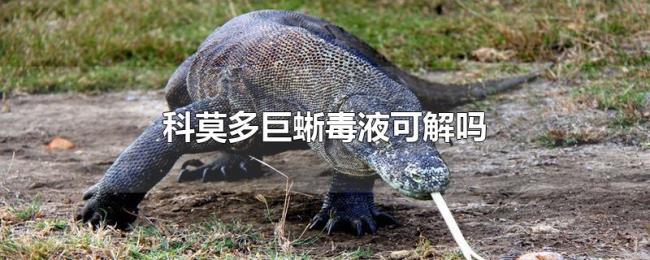科莫多巨蜥毒液可解吗 科莫多巨蜥毒液可解吗