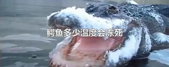 鳄鱼多少温度会冻死 鳄鱼多少温度会冻死