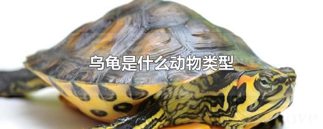 乌龟是什么动物类型
