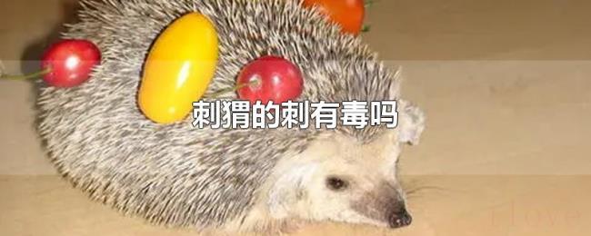 刺猬的刺有毒吗 刺猬的刺有毒吗