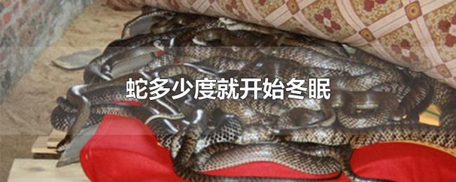 蛇多少度就开始冬眠 蛇多少度就开始冬眠