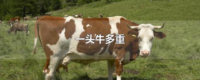 一头牛多重 一头牛多重