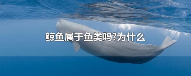 鲸鱼属于鱼类吗?为什么