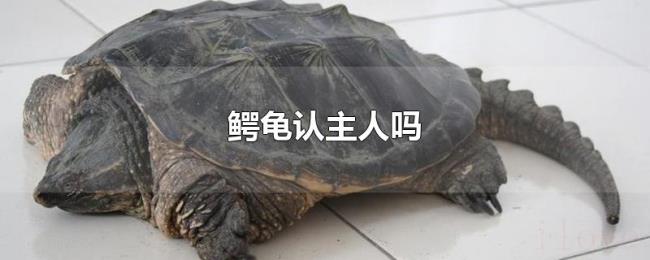 鳄龟认主人吗 鳄龟认主人吗