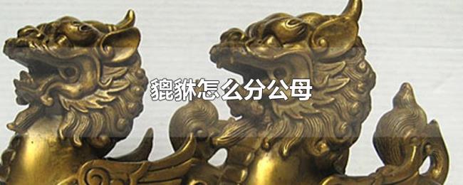 貔貅怎么分公母