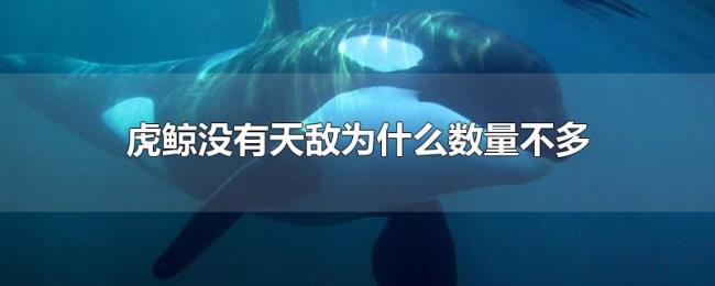 虎鲸没有天敌为什么数量不多