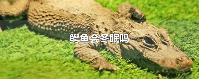 鳄鱼会冬眠吗 鳄鱼会冬眠吗