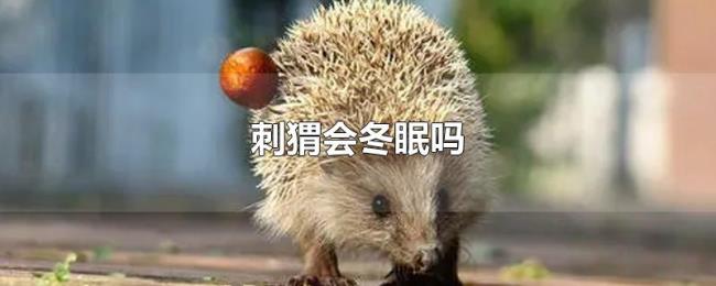 刺猬会冬眠吗 刺猬会冬眠吗