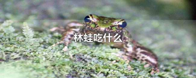 林蛙吃什么 林蛙吃什么