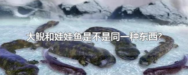 大鲵和娃娃鱼是不是同一种东西?