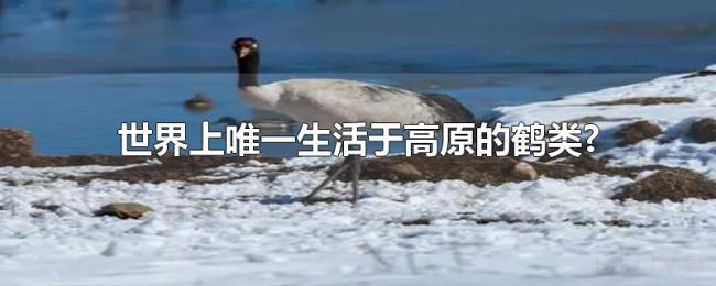世界上唯一生活于高原的鹤类?