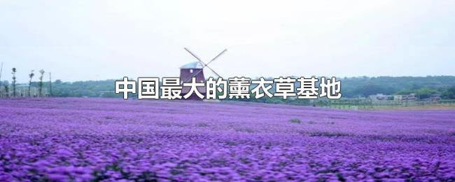 中国最大的薰衣草基地