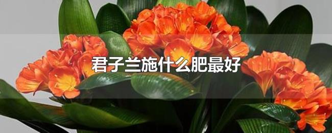 君子兰施什么肥最好 君子兰施什么肥最好