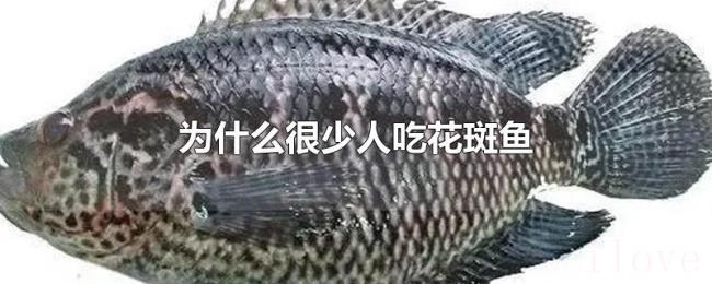 为什么很少人吃花斑鱼 为什么很少人吃花斑鱼