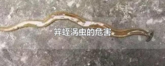 笄蛭涡虫的危害 笄蛭涡虫的危害