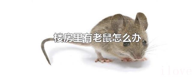 楼房里有老鼠怎么办