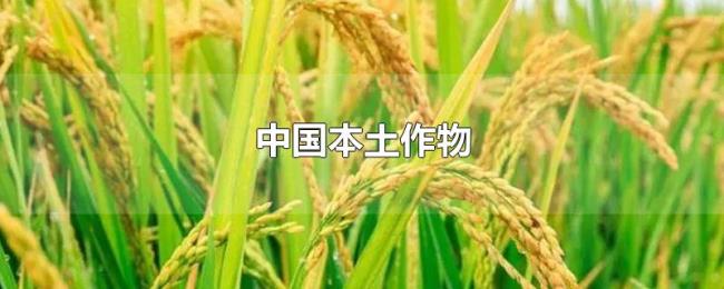 中国本土作物 中国本土作物